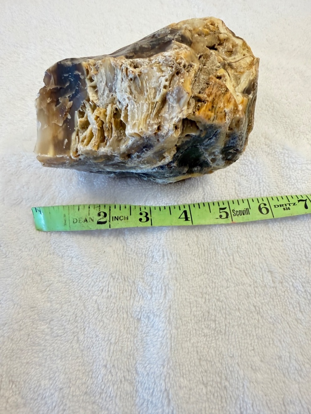 Where Is This From? Big Specimen of Petrified Wood - Picture 7 of 10